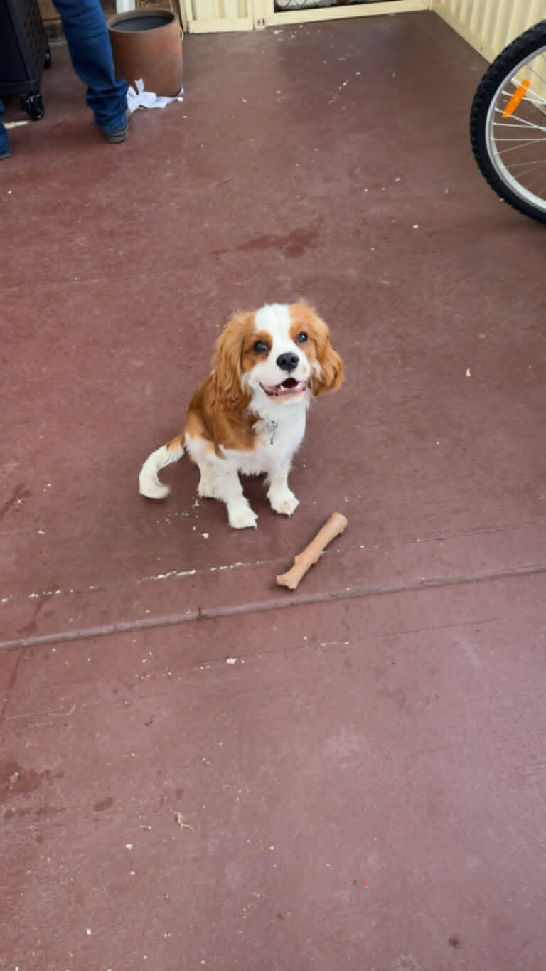 cavalier 001